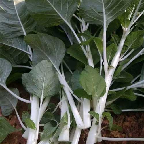 Amaranthus Milky Pal Cheera Seeds