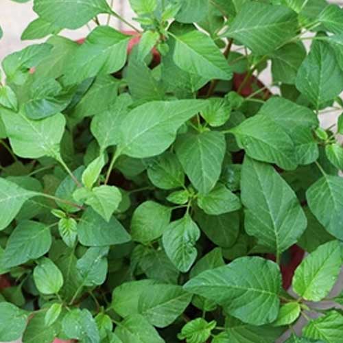 Amaranthus Arai Keerai Green Seeds