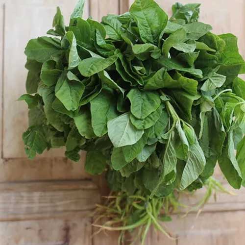 Amaranthus Arai Keerai Green Seeds