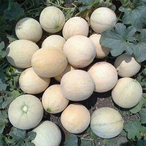 Muskmelon Punjab Sunehri Seeds