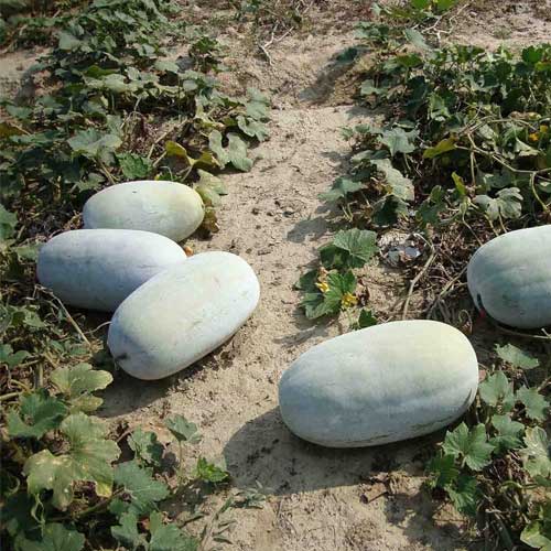 Ash Gourd Big Fruit Seeds