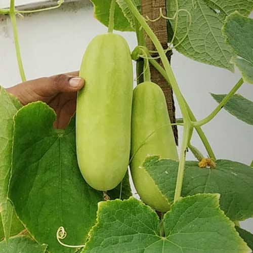 Cucumber Snow White Hybrid F1 Seeds