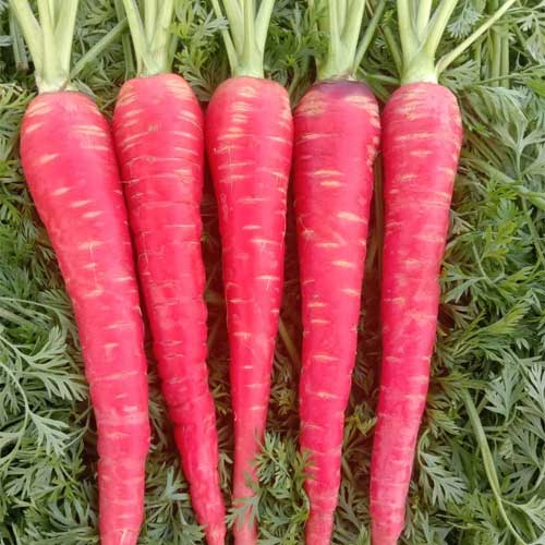 Carrot Deep Red Long Seeds