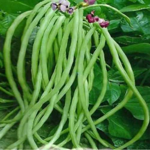 Cowpeas Green Gomti Seeds