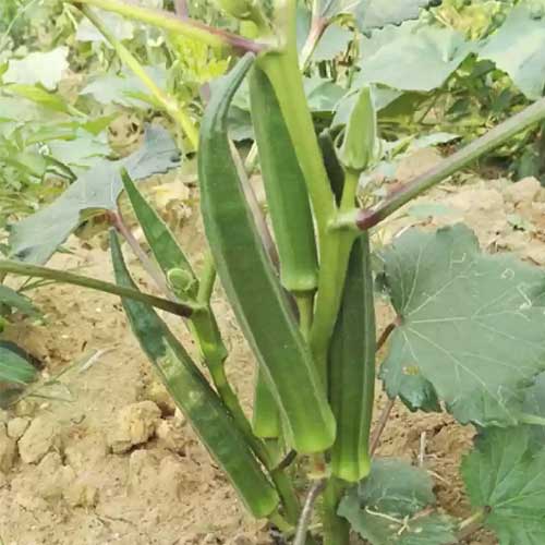 Okra Seven Lines Bhindi Lady Finger Seeds