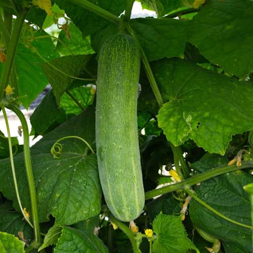 Cucumber Rainy Season Seeds