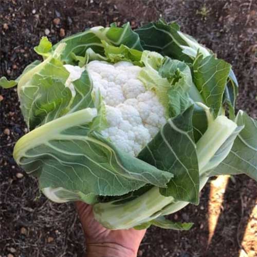 Cauliflower Maghi Phool Gobhi Seeds