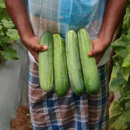 Cucumber Rainy Season Seeds