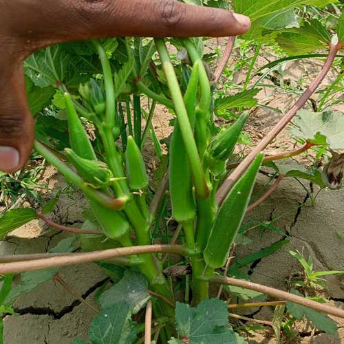 Ladies Finger Green Express Okra Seeds