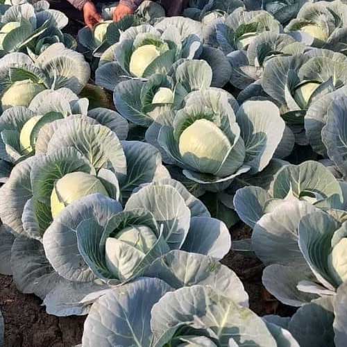 Cabbage Pride of India Seeds