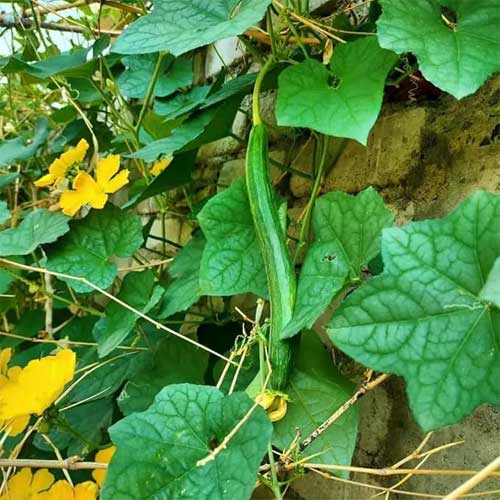 Sponge Gourd Green Long Seeds