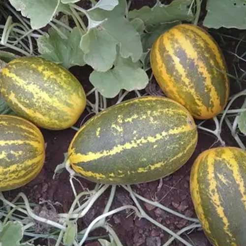 Sambar Cucumber Yellow Hybrid F1 Seeds