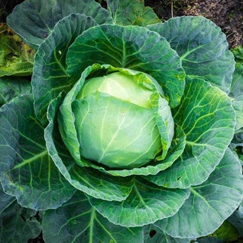 Cabbage Early Forty Days Seeds