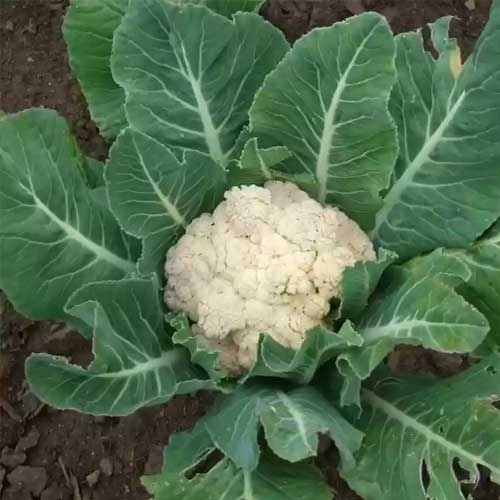 Cauliflower Poosi Phool Gobhi Seeds
