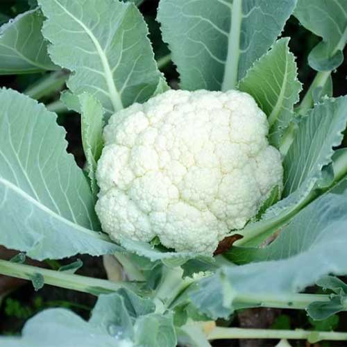Cauliflower Poosi Phool Gobhi Seeds