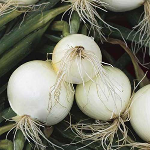 White Onion Seeds