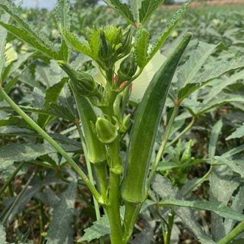 Okra Seven Lines Bhindi Lady Finger Seeds
