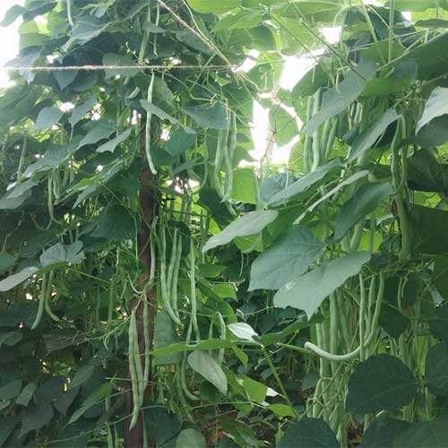 Beans Samrat Pole Beans Creeper Seeds