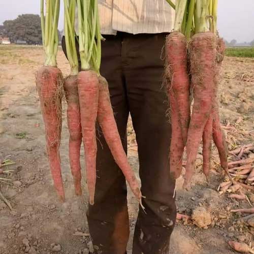 Carrot Deep Red Long Seeds