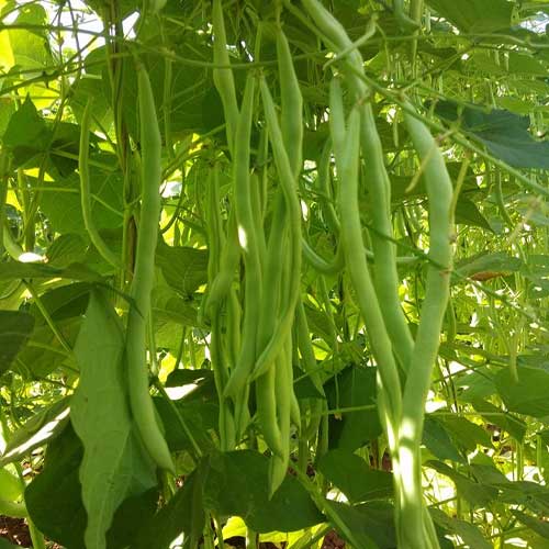 Beans Samrat Pole Beans Creeper Seeds