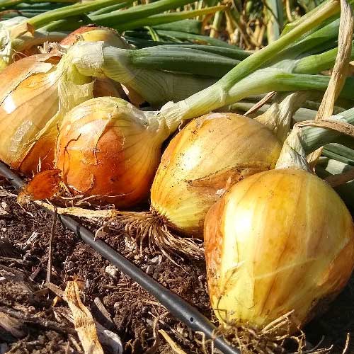 Onion Yellow Pearl Seeds