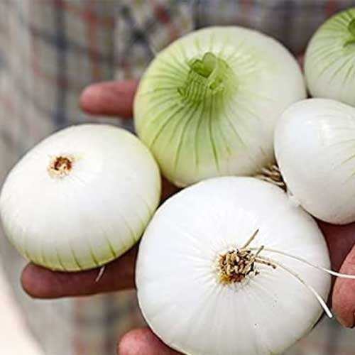 White Onion Seeds