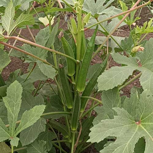 Lady Finger ARKA ANAMIKA Okra Bhindi Seeds
