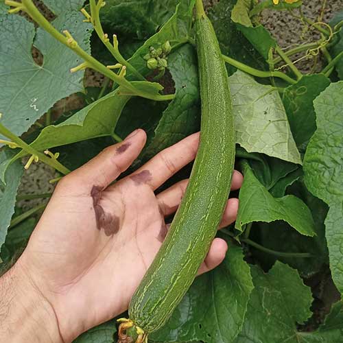 Sponge Gourd Green Long Seeds