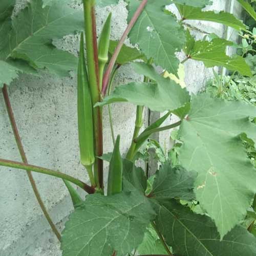 Lady Finger ARKA ANAMIKA Okra Bhindi Seeds