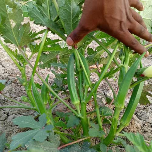 Ladies Finger Green Express Okra Seeds