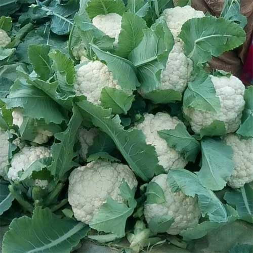 Cauliflower Katki Phool Gobhi Seeds