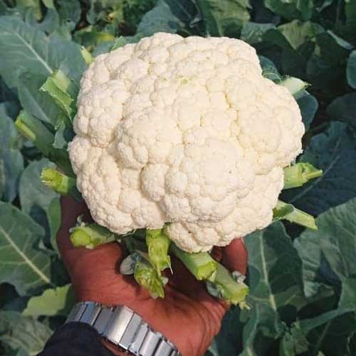 Cauliflower Agehni Phool Gobi Seeds