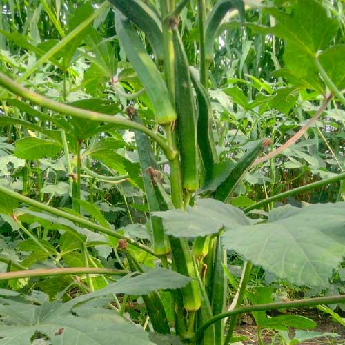 Ladies Finger Summer Beauty Okra Bhindi Seeds