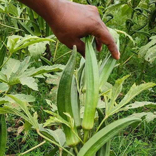 Ladies Finger Parbhani Kranti Bhindi Okra Seeds