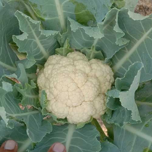 Cauliflower Agehni Phool Gobi Seeds