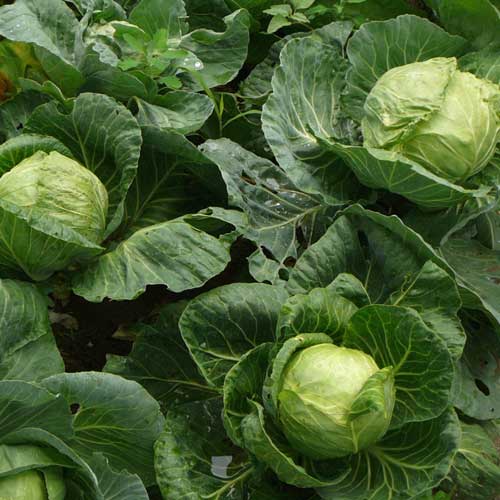 Cabbage Express Seeds