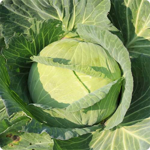 Cabbage Golden Acre Seeds