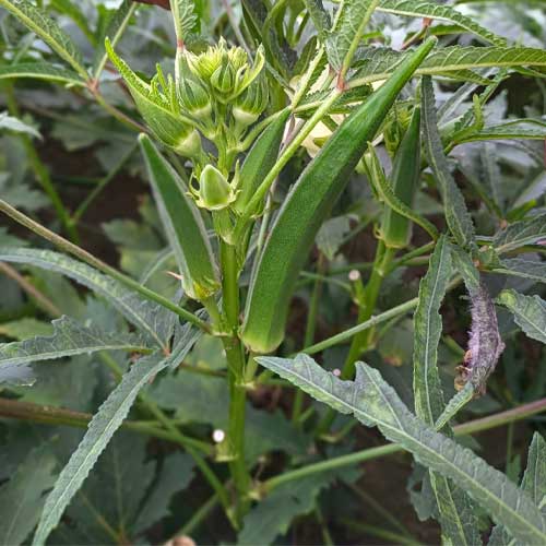 Ladies Finger Pusa Sawni Okra Bhindi Seeds