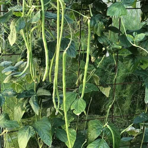 Yard Long Beans Lafa Green Seeds