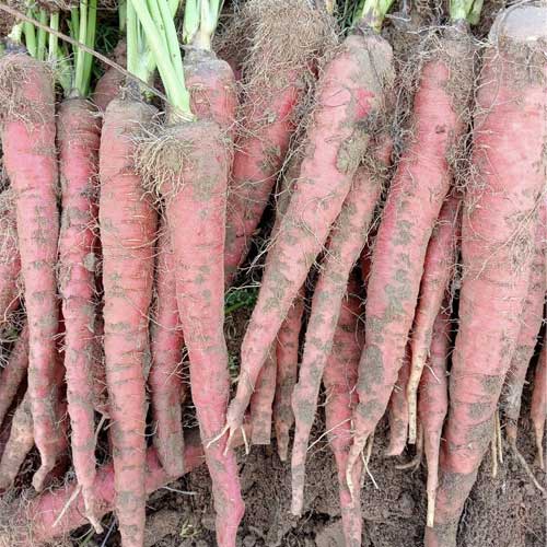 Carrot Red Beauty Long Seeds