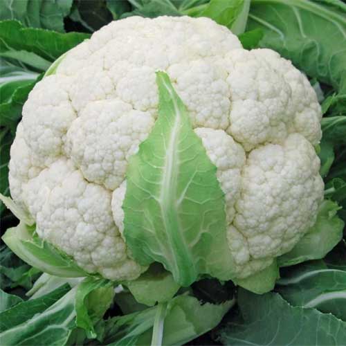 Cauliflower Katki Phool Gobhi Seeds