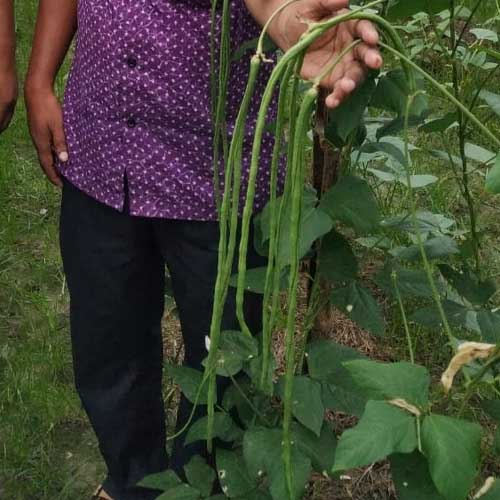 Yard Long Beans Lafa Green Seeds