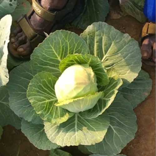 Cabbage Express Seeds