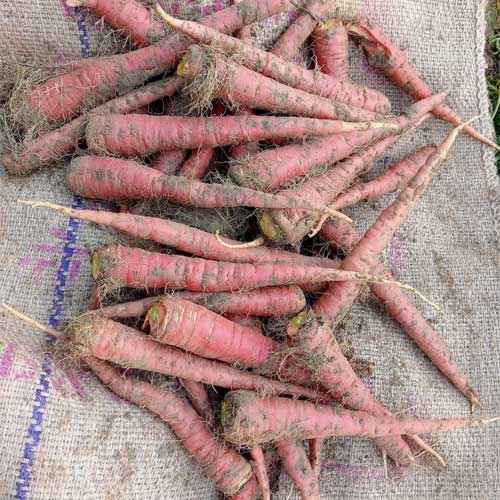 Carrot Red Beauty Long Seeds