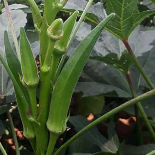 Ladies Finger Pusa Sawni Okra Bhindi Seeds