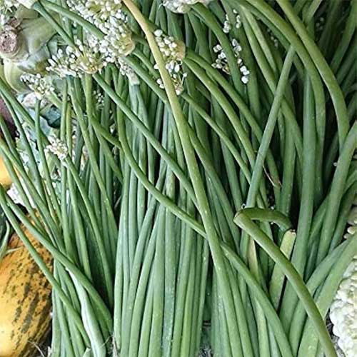 Singra Mongra Rat Tail Radish Seeds