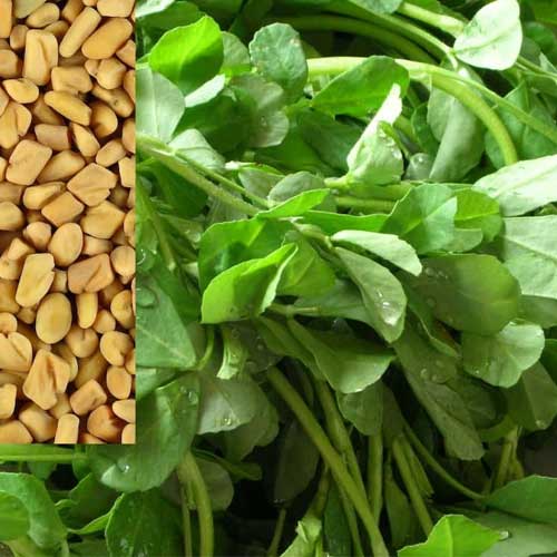 Methi Fenugreek Multicut Seeds