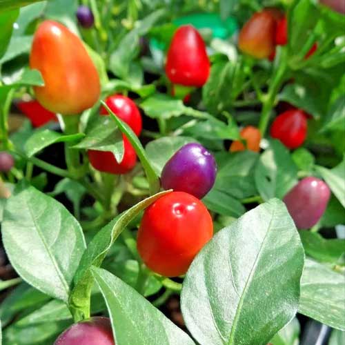 Ornamental Chilli Capsicum Choice Round Mix Seeds