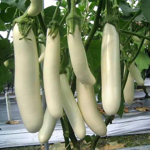 Brinjal White Long Seeds