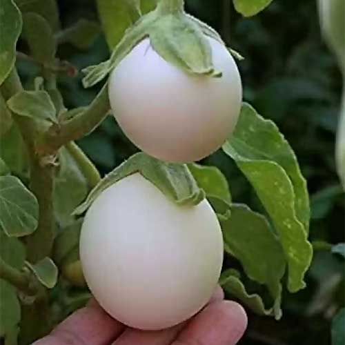 Brinjal White Round Seeds